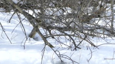 Kuşlar uçuşuyor ve karlı zeminin yakınındaki dallara tünemiş.