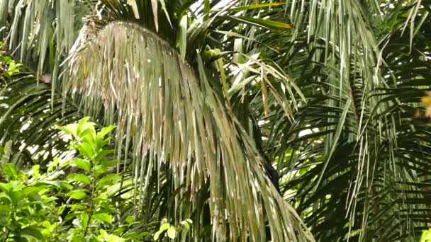 Kapucín Bělostný Velkých Palmách Exotickém Prostředí — Stock video