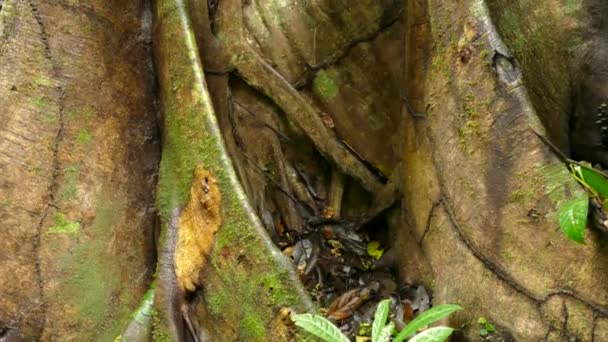 Gros plan incliné du grand tronc d'arbre dans le Panama tropical avec mille-pattes dessus 