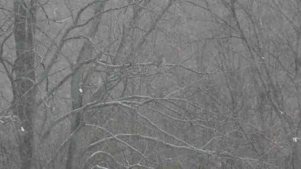 Hibou Bien Camouflé Monte Garde Hiver Froid Fin Journée — Video