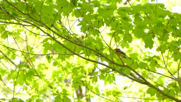 Luminosa Foresta Verde Ospita Splendida Parula Blackburnian Canada — Video Stock