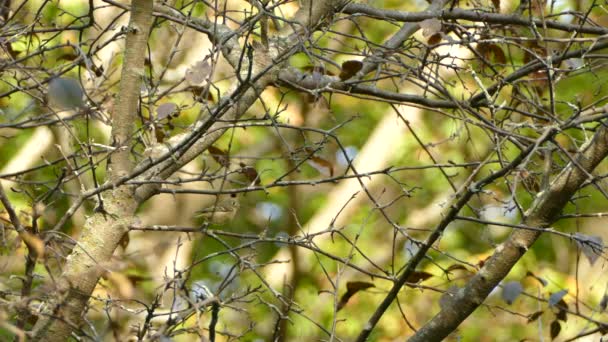 フライキャッチャー鳥立って上の小さな枝にぼやけた背景前に離陸 — ストック動画