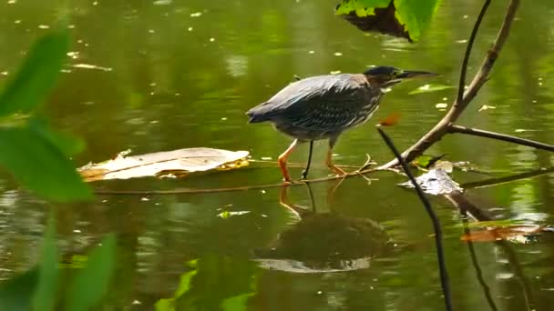 Garça Verde Nítida Tiro Detalhado Enquanto Rastejando Lagoa — Vídeo de Stock