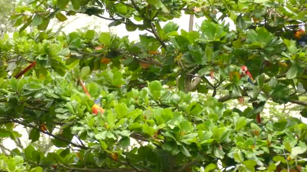 Mooie Scarlet Macaw Pronken Met Rood Blauw Gele Kleuren Het — Stockvideo