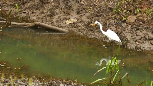 Vit Egret Promenader Längs Lerig Ström Strand Panama — Stockvideo