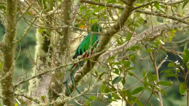 Vent Soufflant Doucement Dans Arbre Quetzal Resplendissant Est Perché — Video