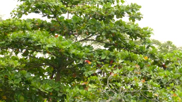 Arbre rempli d'oiseaux perroquets en Amérique centrale pendant la période d'alimentation 