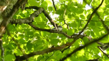 Ağaçkakan davranışları garip bir sesle beslenme süresinde olur.