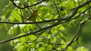 Küçük kuş sarı bülbül dişisi zıplamadan önce kameraya bakar.