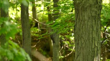 Ağaçların yanına tünemiş kuzey titreşimli kuş havalanıyor ve güneşli ormanda uçuyor.
