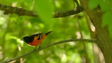 Çarpıcı Baltimore Oriole rüzgarlı ve güneşli ormanda güzel kırmızı tüyleri gösteriyor
