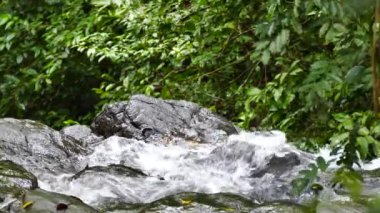 Panama 'nın derin ormanlarında çağlayan sular