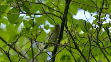 Daldaki kırmızı gözlü vireo zıplamadan önce etrafına bakıyor.