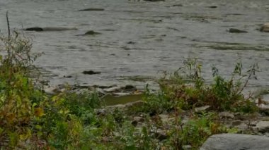 Büyük balıklar ünlü somon koşusu sırasında akıntıyı aşarak yüzer.