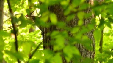 Güneşli bir günde ağaçkakan manzarasını gizlemek