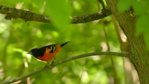 Çarpıcı Baltimore Oriole Rüzgarlı Güneşli Ormanda Güzel Kırmızı Tüyleri Gösteriyor — Stok video