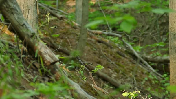 Vrabec Přistává Větvi Kopcovitém Lese Kanadě Než Znovu Vzlétne — Stock video