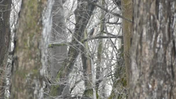 Pássaro Rapina Decolando Uma Árvore Uma Floresta Sem Folhas Inverno — Vídeo de Stock