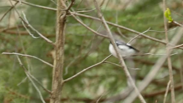 Kuzey Amerika Siyah Boğazlı Mavi Bülbül Kuşunun Güzel Yakın Çekimi — Stok video