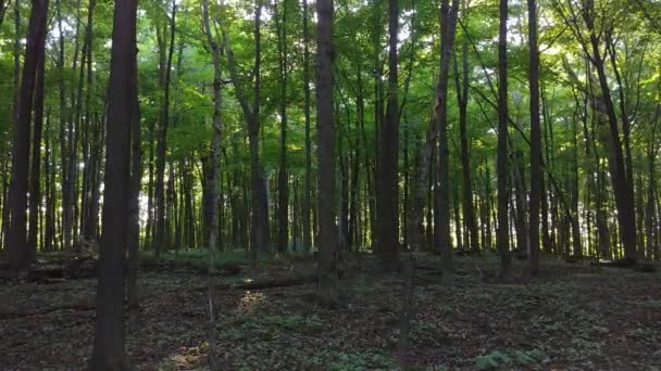 Luz Solar Forte Brilha Através Árvores Densas Momentaneamente Cegando Lense — Vídeo de Stock