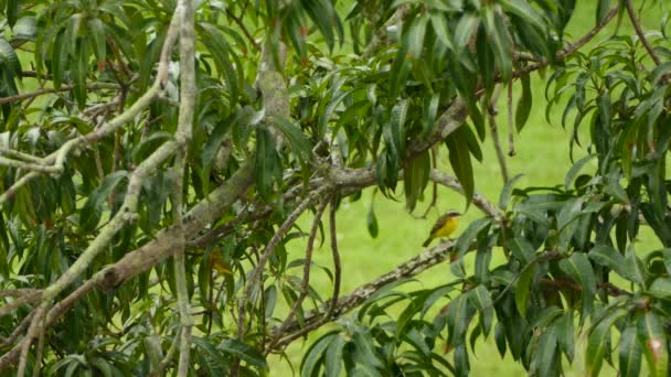 Kleine Gele Vogel Hoppen Neer Een Boom Terwijl Een Andere — Stockvideo