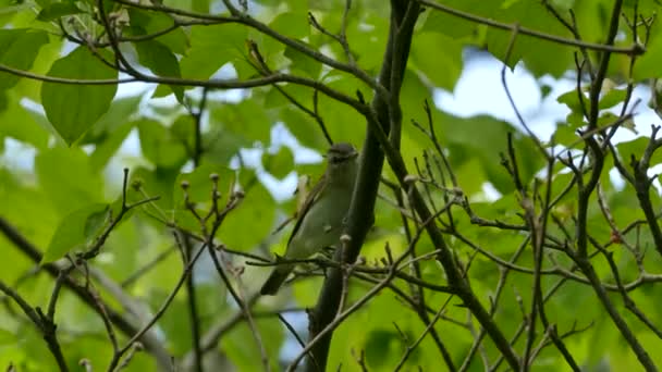 Red Eyed Vireo Branch Looks Hopping Away — Stock video