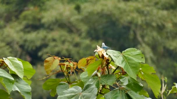 背景がぼんやりとした木の上に大きな花を咲かせる青灰色のタンガー — ストック動画