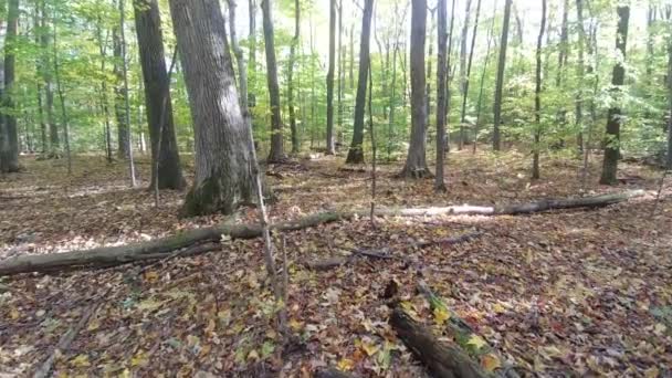 Медленный Плавный Скользящий Кадр Леса Осенью Опавшими Листьями — стоковое видео