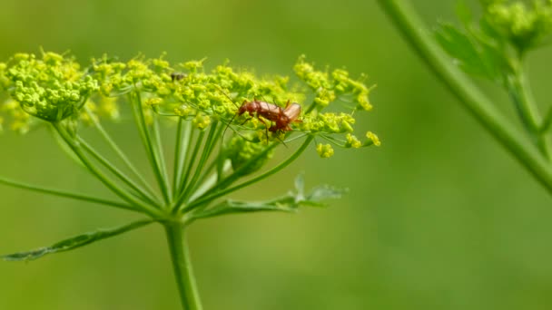 红萝卜虫的宏观镜头 一只在花朵的顶部 另一只在花朵的顶部交配 — 图库视频影像