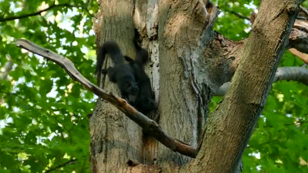Par Esquilo Preto Grande América Norte Entrando Ninho Árvore Buraco — Vídeo de Stock