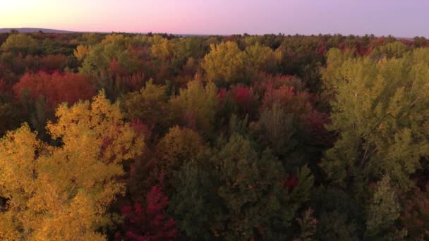 Parte Bosque Otoño Amanecer Secuencia Drones Minuto — Vídeos de Stock