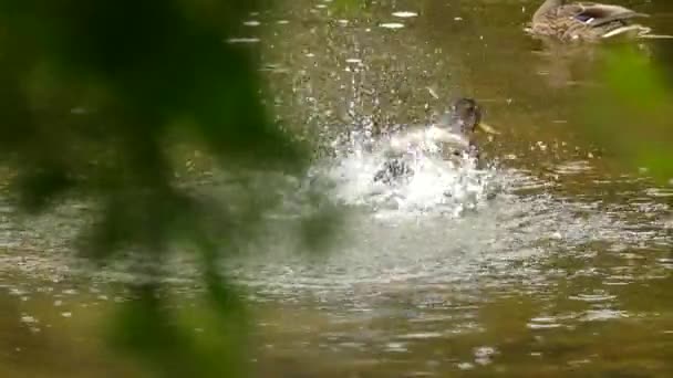 Pato Salpicando Água Por Toda Parte Enquanto Prepara Limpa Penas — Vídeo de Stock