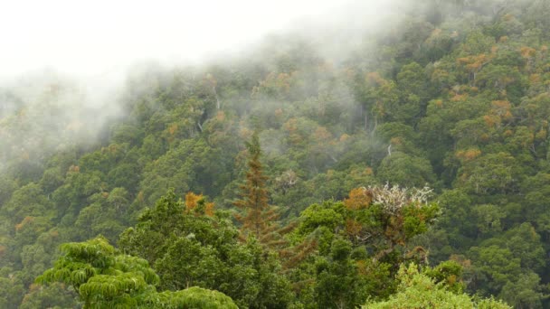 Realtime Fast Moving Clouds Rising Mountain Side Costa Rica — Stock Video