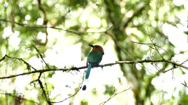 Motmot Empoleirado Com Fundo Brilhante Panamá — Vídeo de Stock