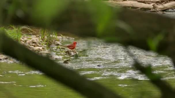 Norra Kardinalen Kliver Grunt Flodvatten Sommardagen Kanada — Stockvideo