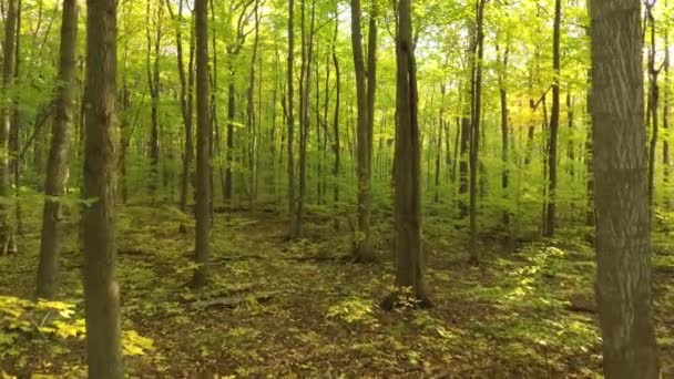 Luxe Weelderig Bos Vroege Herfst Gezien Door Drone Langzaam Bewegende — Stockvideo