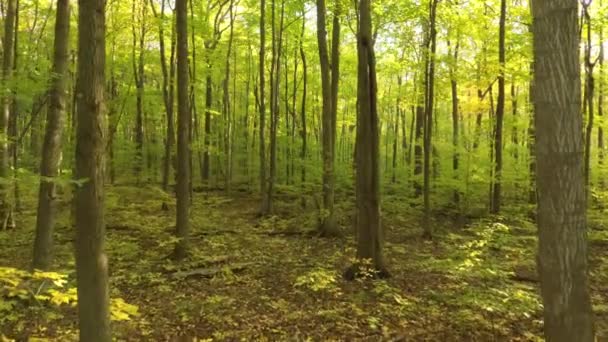 Forêt luxuriante et luxuriante au début de l'automne vue par un drone se déplaçant lentement 