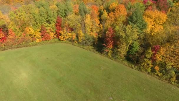 秋天的绿地对五彩缤纷的森林边缘维护得很好 — 图库视频影像