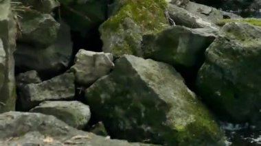 Kanada 'da kayalıklarda hoplayıp zıplayan mavi başlı kuş grackle görüntüsü.