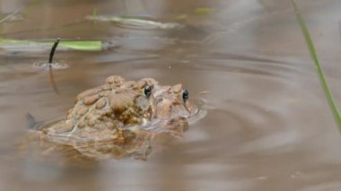 Suyun içinde hafif solunum hareketleri olan çiftleşen kurbağaların makro çekimlerini kapat