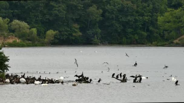 Abundant Wildlife Scene Aquatic Birds Swimming Grooming Canada — Stock Video