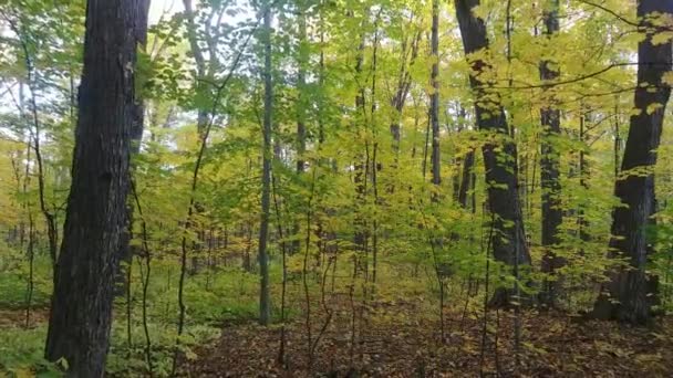 Dichten Und Dichten Wald Durch Den Fall Gelb Und Grün — Stockvideo