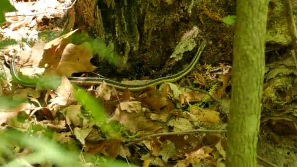 Serpiente Liguero Suelo Hace Movimiento Hacia Adelante Antes Detenerse — Vídeo de stock