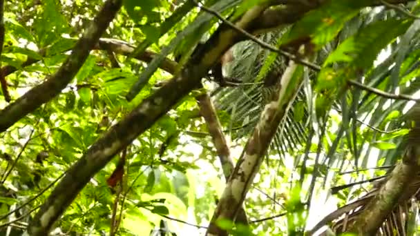 Capuchino Cabeza Blanca Camuflado Moviéndose Densa Selva — Vídeo de stock