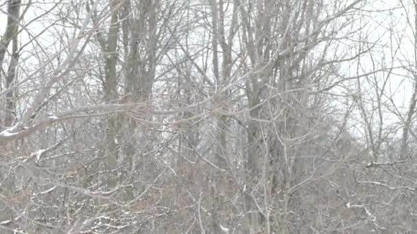 Hibou Vole Sol Après Tentative Chasse Avant Percher Envoler Nouveau — Video