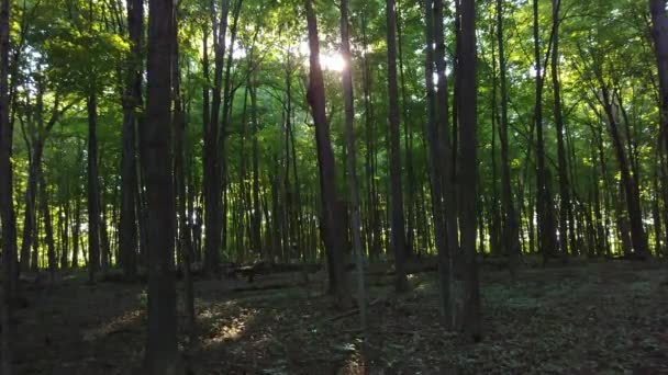 Caméra Glidecam Déplaçant Forêt Pendant Été Par Une Journée Ensoleillée — Video