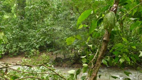 Dschungel Fluss Mit Spinnennetz Hängt Bei Sanftem Wind Baum — Stockvideo