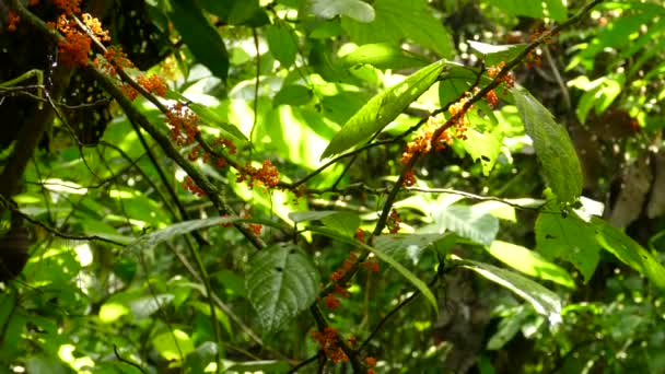 热带树枝上生长的小桔子 — 图库视频影像
