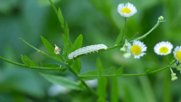 背後に花と緑の小枝に沿って体を敷設することによって休息明るい冬虫夏草 — ストック動画
