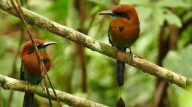 Tropik ortamda gösterişli Motmot Elektron Clatyrhynchum çifti